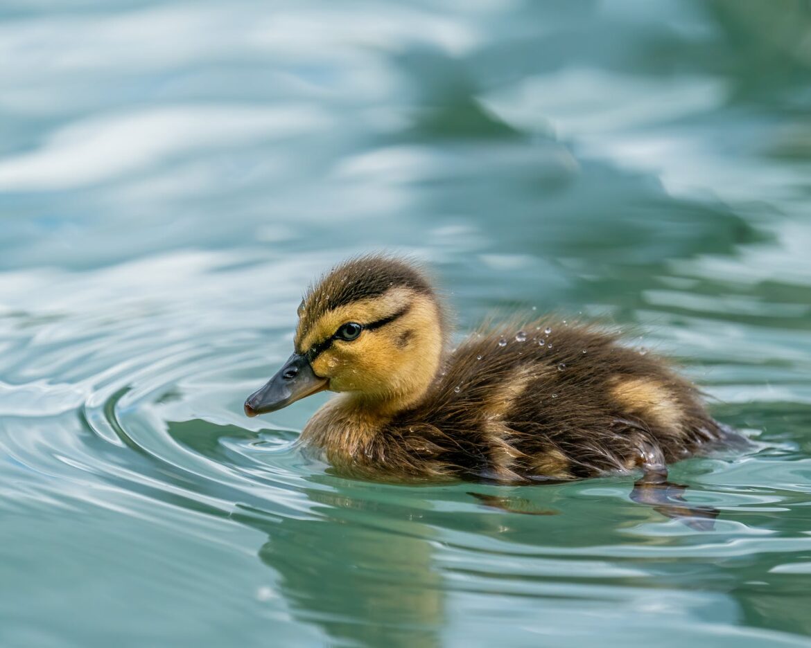 pexels-photo-4617981 adorable mallard duckling floating on lake water