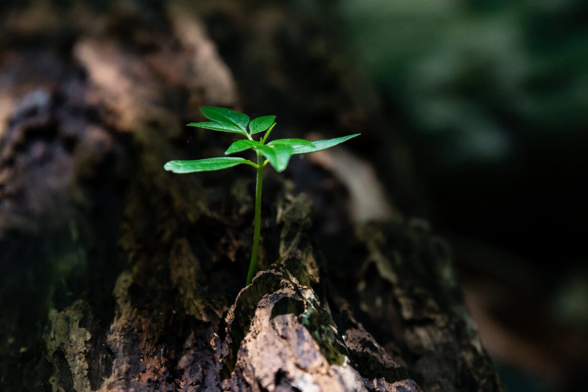 pexels-photo-1151418 selective focus photo of green plant seedling on tree trunk
