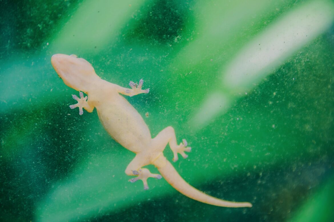 pexels-photo-1618659 white lizard