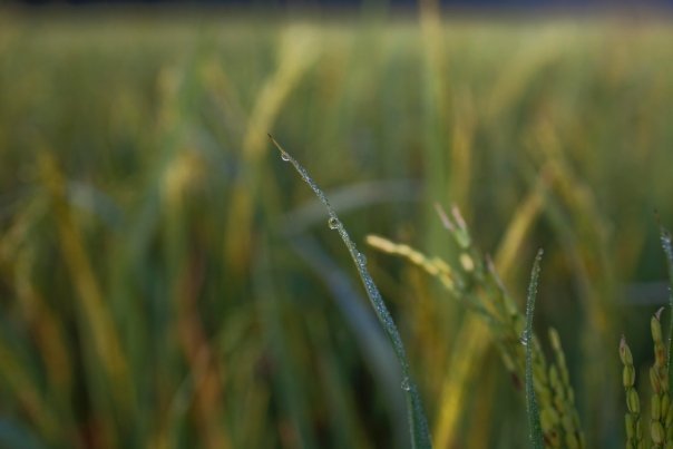 10391926_186881516500_4257823_n