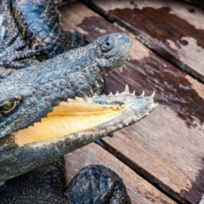 14310393_10154414852416501_8398990168486932987_o