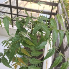 17201133_10154950606051501_3065515671416250445_n