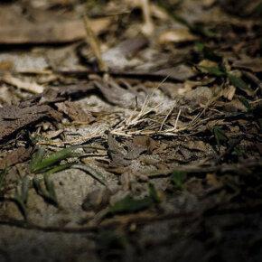 1931011_33217901500_292_n