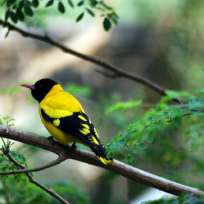 1931011_33344026500_1670_n