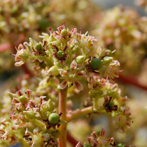 1931011_33344051500_5954_n