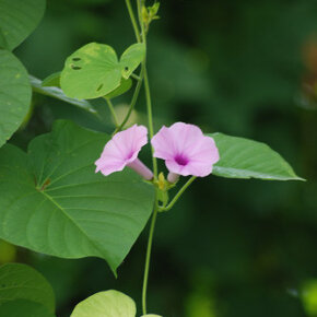 1931011_33344111500_7578_n