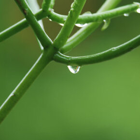 1931011_33344286500_4149_n