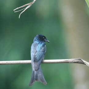 1931011_33344296500_5374_n