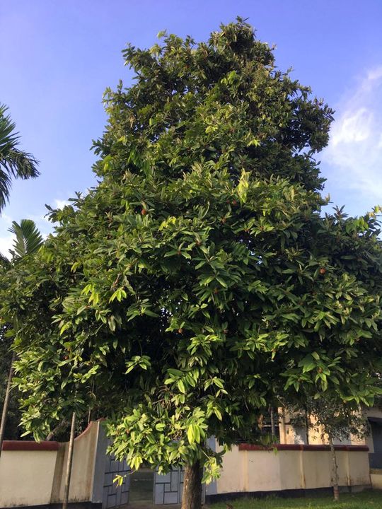 19601477_10155272769876501_7524919062646161191_n