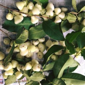 19657277_10155272606506501_3502595199594974580_n