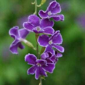 223226_5452581500_6455_n