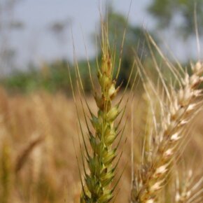 227496_5452601500_7877_n