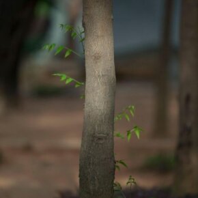 242220_10151040424286501_66315154_o