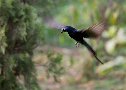 27258_345129496500_4093750_n