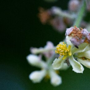 29387_391556386500_4182016_n