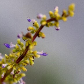 29387_391556456500_4292821_n