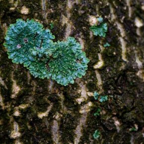 470645_10151052734631501_79498082_o