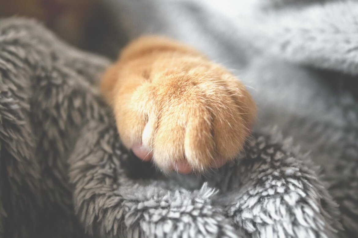 pexels-photo-1440406 selective photo of brown pet paw