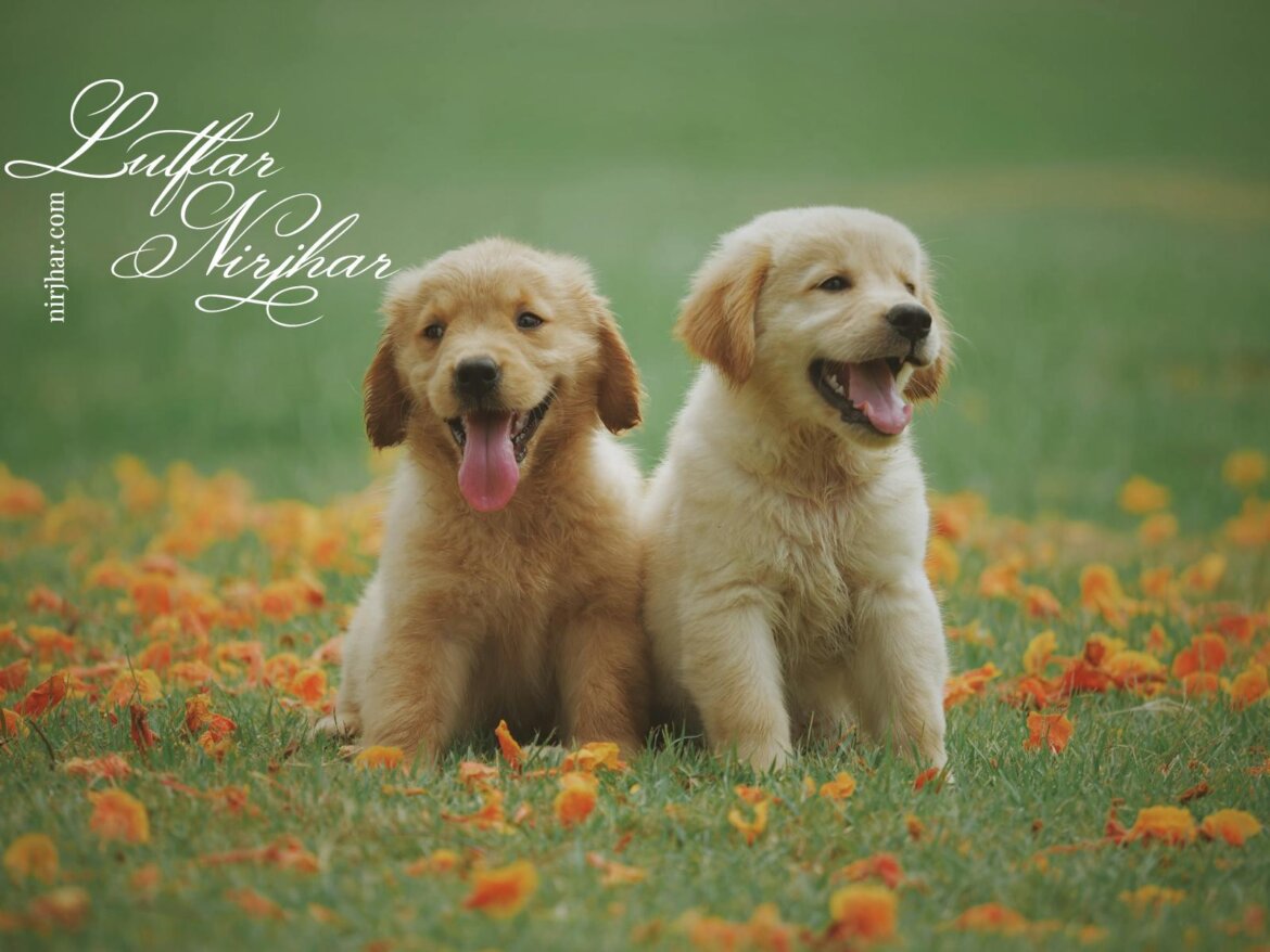 Photo by Chevanon Photography Two Yellow Labrador Retriever Puppies